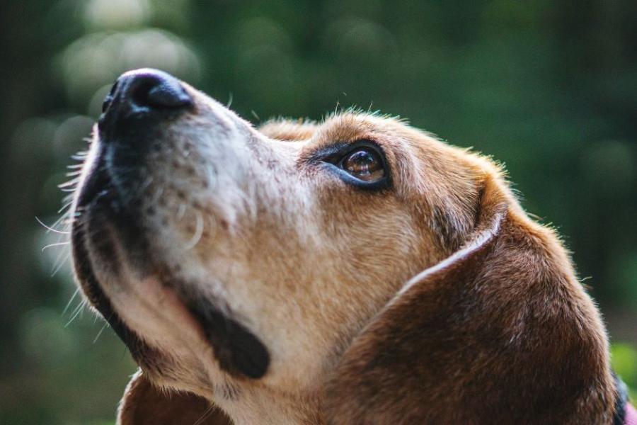 close up of older beagle face