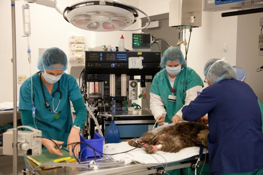 Anesthesia technicians with a patient in the operating room