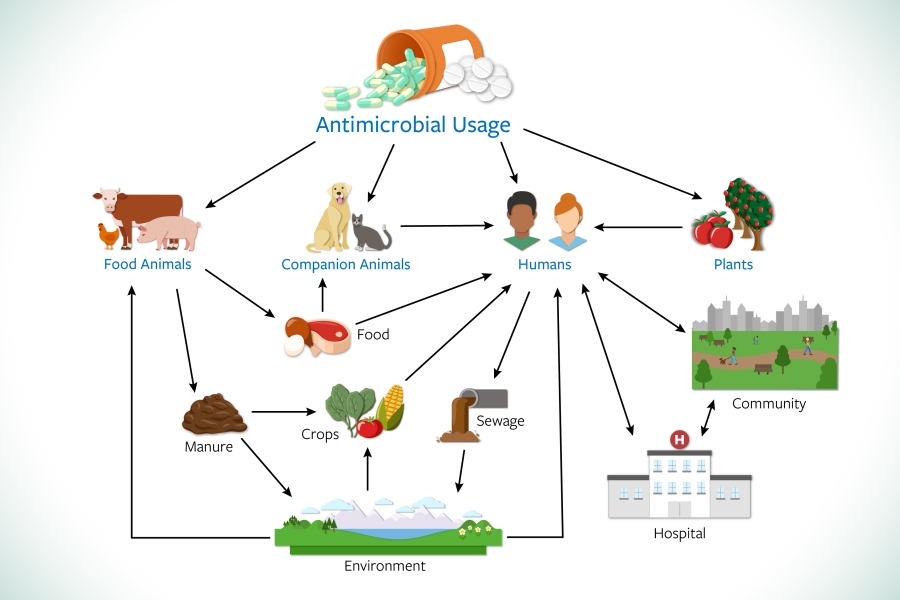 antimicrobial dissemination diagram