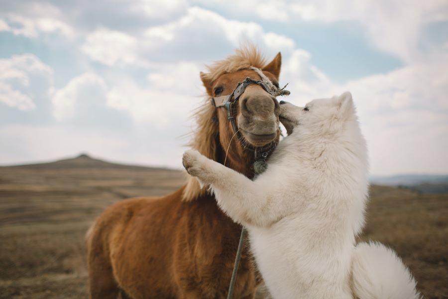 white dog and brown pony