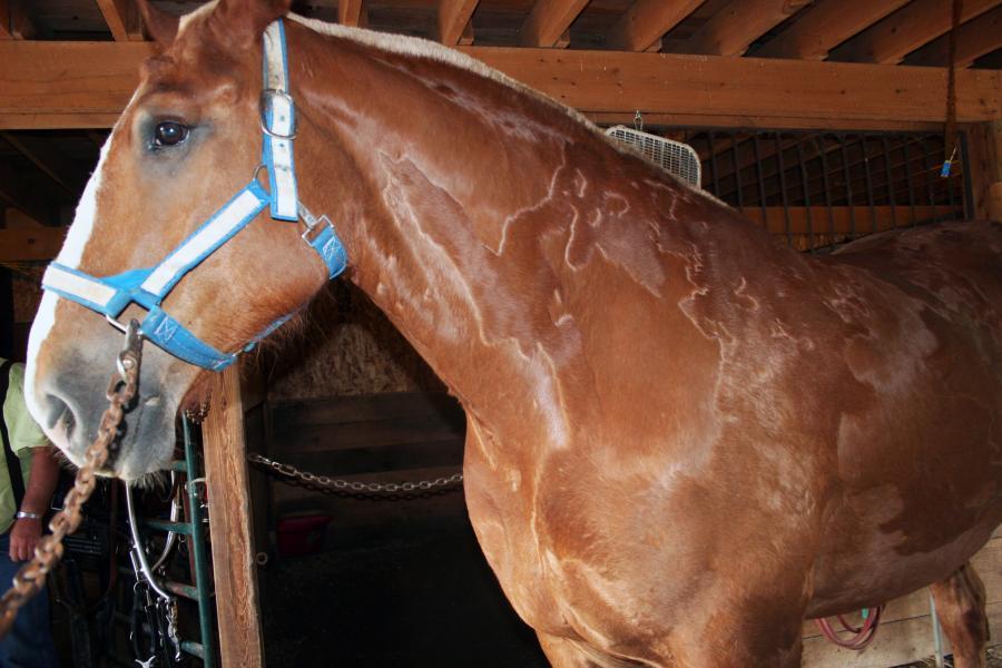 Belgian draft horse with a skin condition