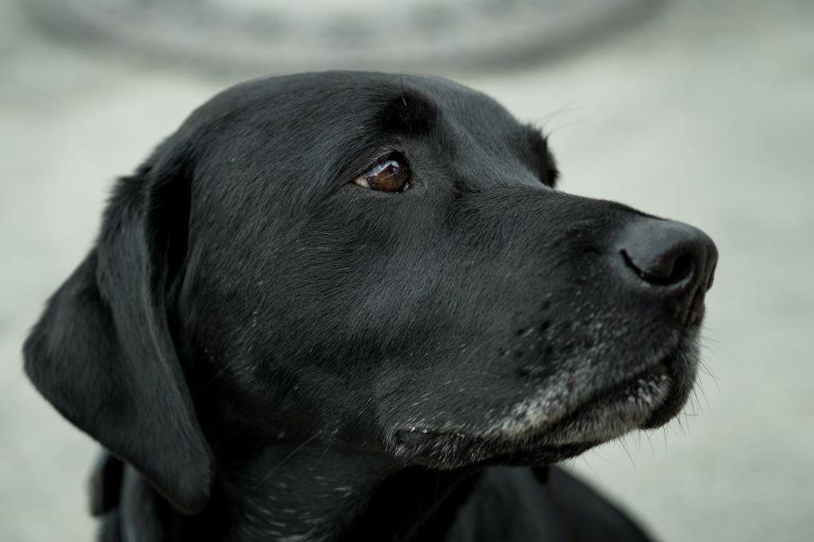 older labrador retriever