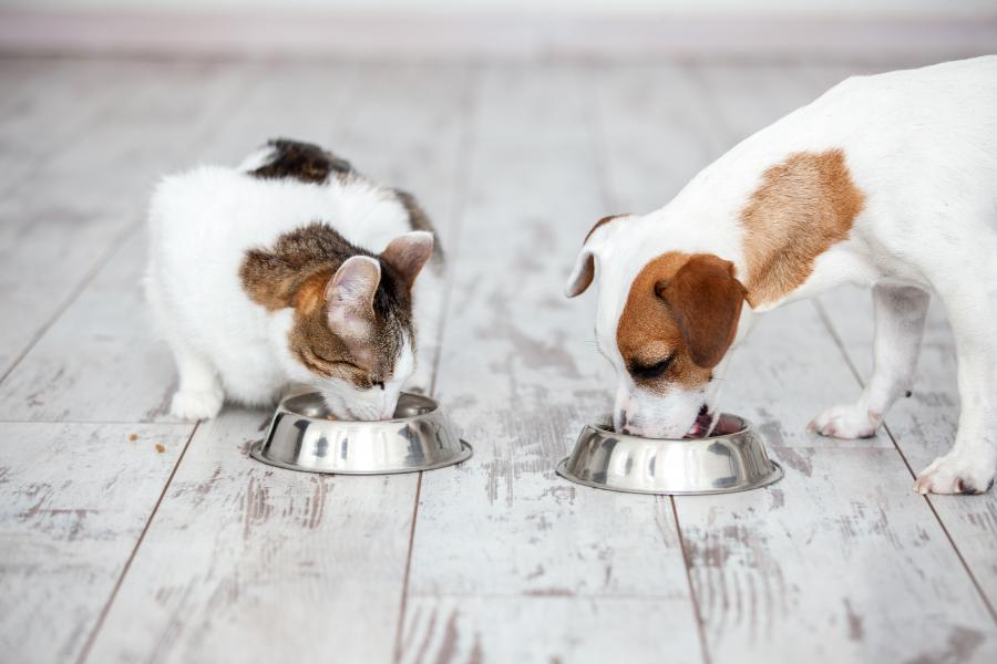 cat and dog eating food out of bowls on the floor