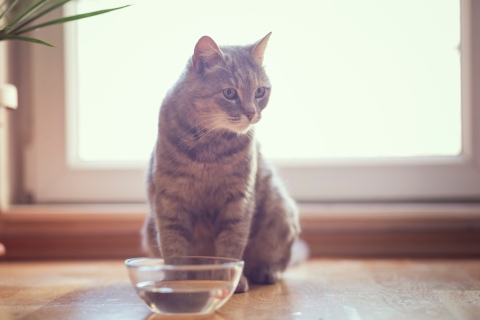 Beautiful tabby cat sitting next to a bowl of water, placed on the floor next to the living room window. Selective focus