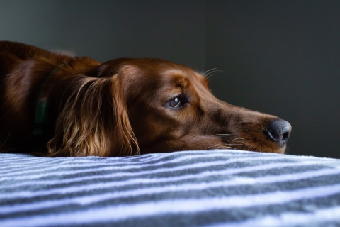 A dog reclining on a bed gazing out the window