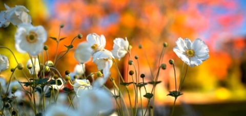 A variety of colorful spring flowers 