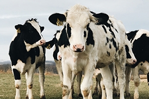 Cows in a field