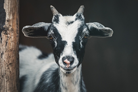 A black and white goat
