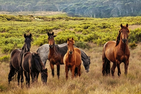 A herd of horses clustered together in a rainy field