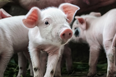 Several piglets grouped together