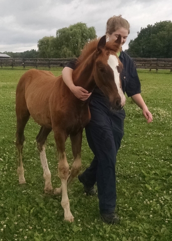 A student walks next to a foal at the Equine Park