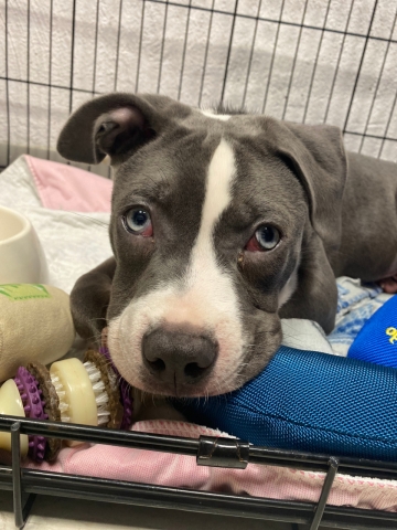 A rescue dog in a cage