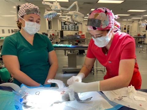A veterinarian watching a student perform a surgery on a cat