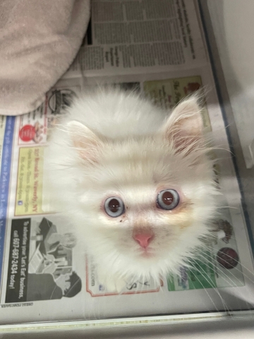A rescue cat in a cage