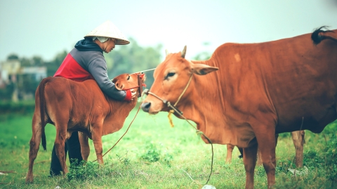 Person in a conical hat tending to two tethered cows in a rural field