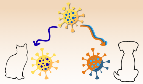illustration of genetic divergence 