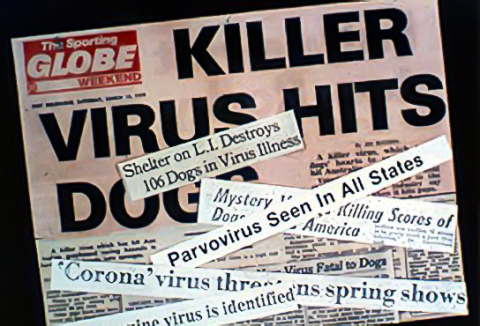 Newspaper clipping showing headlines about a deadly dog virus