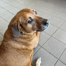 A brown, mixed-breed dog sits sedately and looks to the right