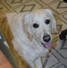 A happy golden retriever gazes up at the camera