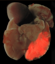 A medical picture of mouse lung, with one half shown fluorescent