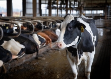 A cow stands along a line of seated cows at the Teaching Dairy Barn