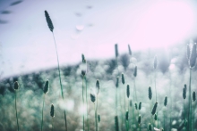 Cinematic green grass