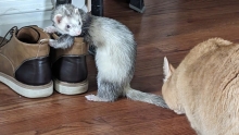 A ferret playfully perched on shoes while an orange cat approaches