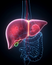 Anatomical drawing of the liver and gallbladder