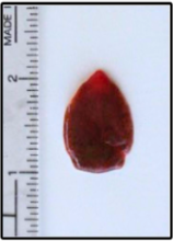 Adult F magma specimen next to a ruler showing it is just over one inch long