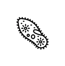 Free-swimming larvae clipart