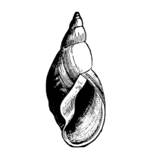 Snail shell clipart