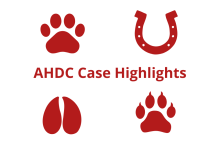 AHDC Case Highlights with four different clipart paws
