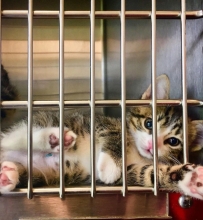 A kitten with his paws sticking out out of a cage