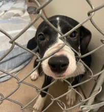 Dog pushing his nose through the holes of the cage