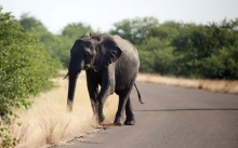 elephant