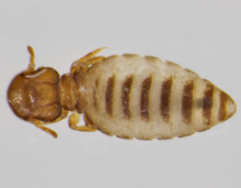 Close up of lice
