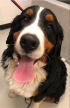 A Bernese mountain dog sitting patiently in a CUHA exam room