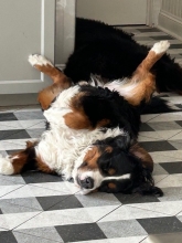 A Bernese mountain dog sleeping on its back on a kitchen floor