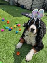 A Bernese mountain dog seated and wearing goofy bunny ears