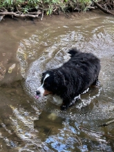 A Bernese mountain dog wades through a stream
