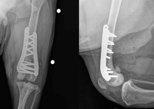 X-rays of Max's hips