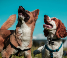 Two dogs wearing harnesses look upward with open mouths against a bright blue sky.