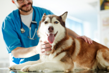 Cute Siberian husky examined by a vet