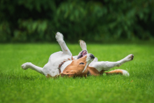 A young beagle rolling in the grass having fun. 