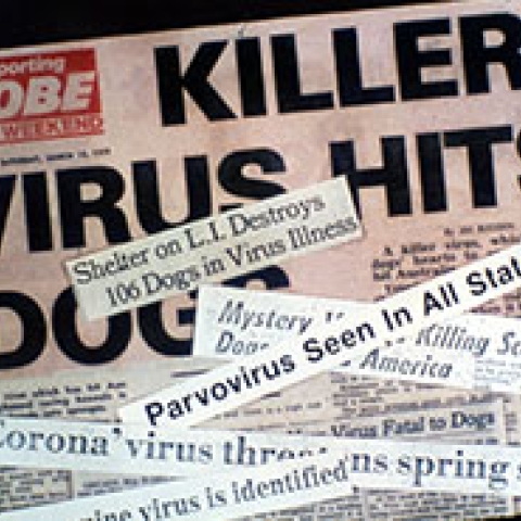 1978 - Virus News Headline Parvo in paper