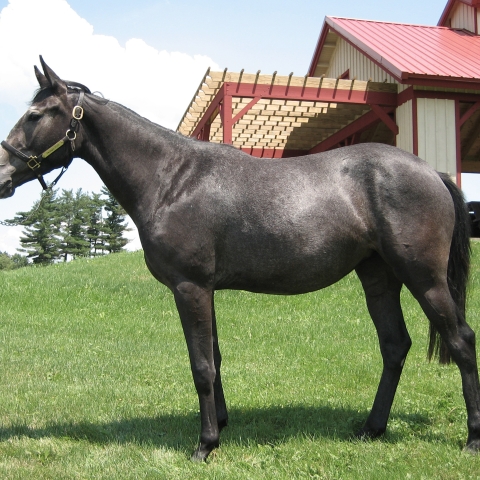 an image of a dark colored horse standing in a green lawn in front of a red roofed barn