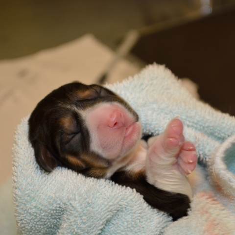 a newborn puppy with a pink nose wrapped in a blanket