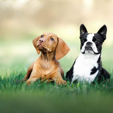 two dogs looking at camera laying in grass