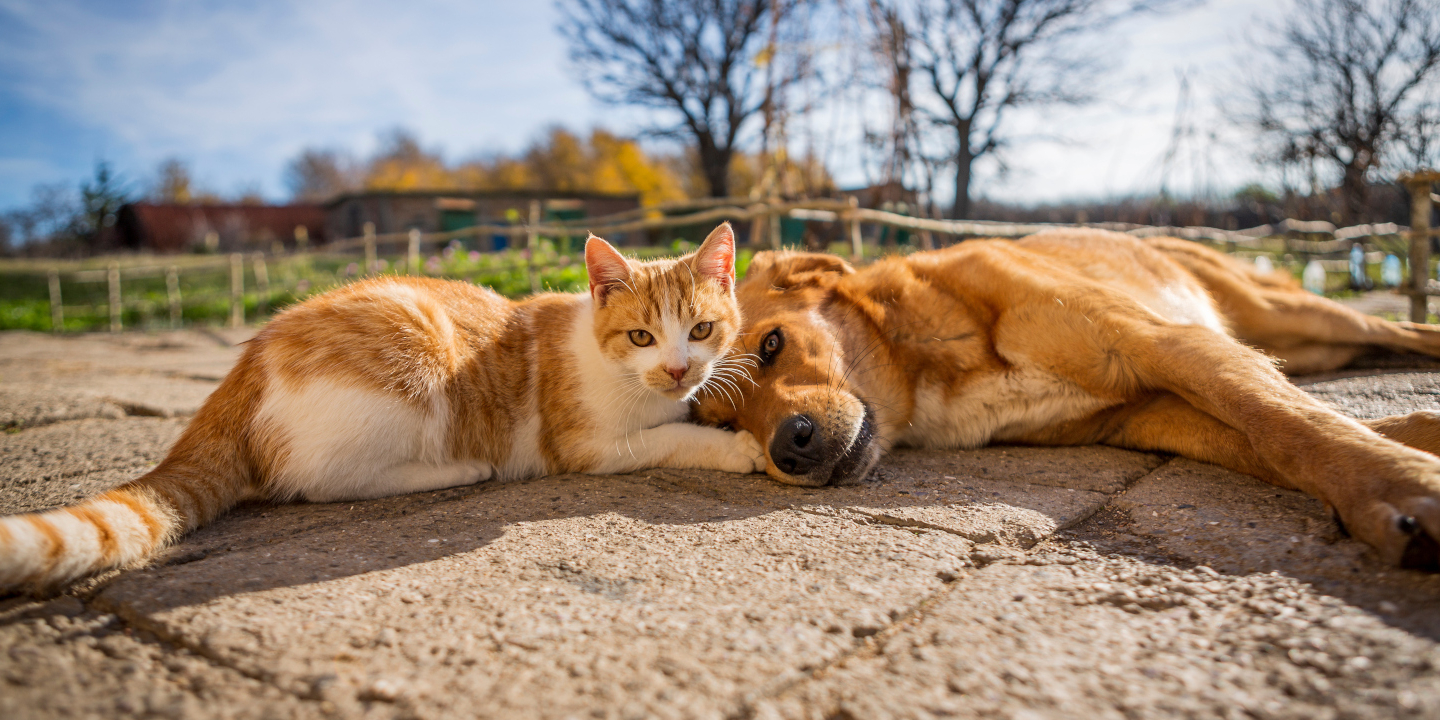 A dog and a cat cuddling on a stone floor outdoors