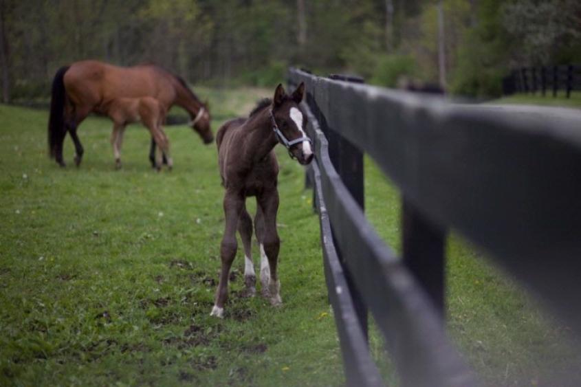 Horses